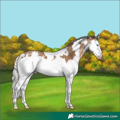 Horse Color:Gray White Spotted Silver Buckskin Pearl Splash 