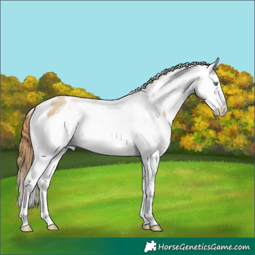 Horse Color:White Spotted Smoky Black Pearl Splash 