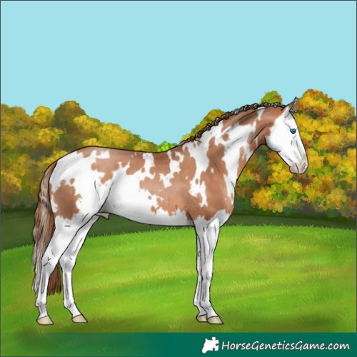 Horse Color:White Spotted Brown Pearl Splash 