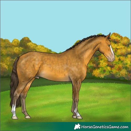 Horse Color:Sable Cream Champagne Sabino 