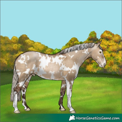 Horse Color:Gray White Spotted Silver Brown Pearl Dun Sabino 
