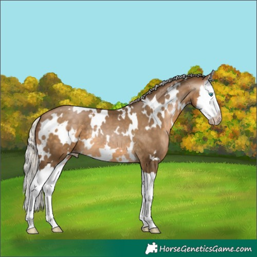 Horse Color:Gray White Spotted Silver Buckskin Pearl Splash 