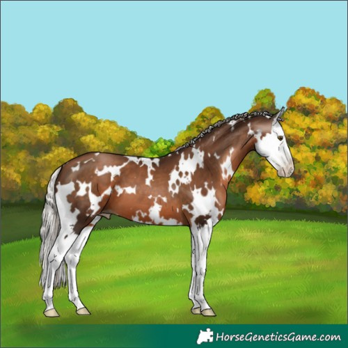 Horse Color:Gray White Spotted Silver Brown Pearl Splash 