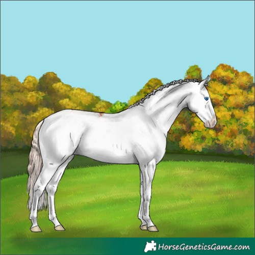 Horse Color:Gold Champagne Sabino Splash 