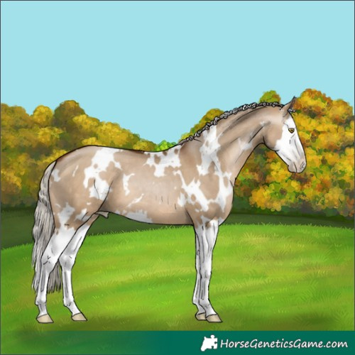 Horse Color:Gray White Spotted Silver Brown Pearl Dun Splash 