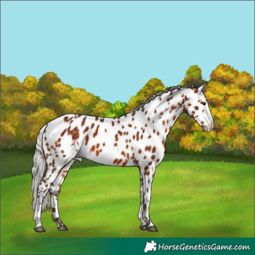 Horse Color:White Spotted Silver Brown Sabino Appaloosa 