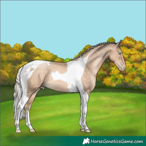 Horse Color:Chocolate Palomino Pearl Tobiano 