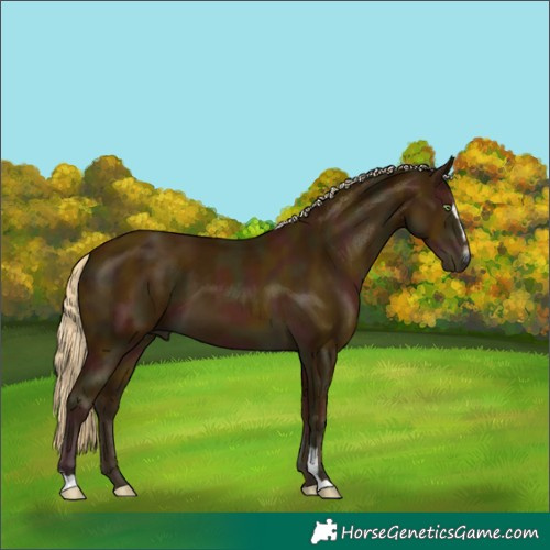 Horse Color:Midnight Gold Cream Champagne Sabino 