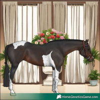 Horse Color:Brown Tobiano 