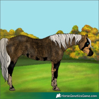Horse Color:Void Silver Buckskin Roan Splash 