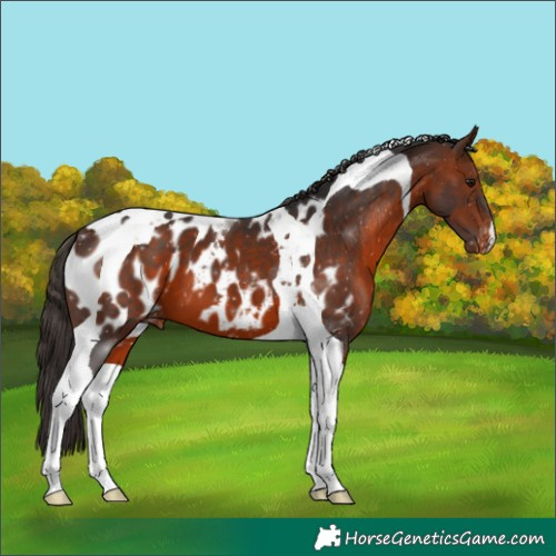 Horse Color:Bay Tobiano Appaloosa 