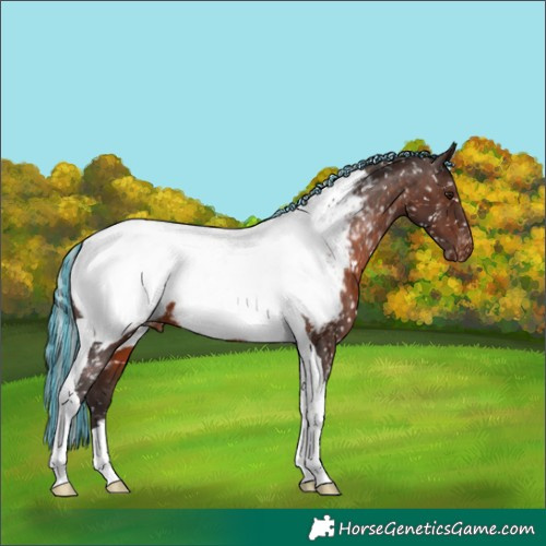 Horse Color:Painted Silver Brown Sabino Tobiano Appaloosa 