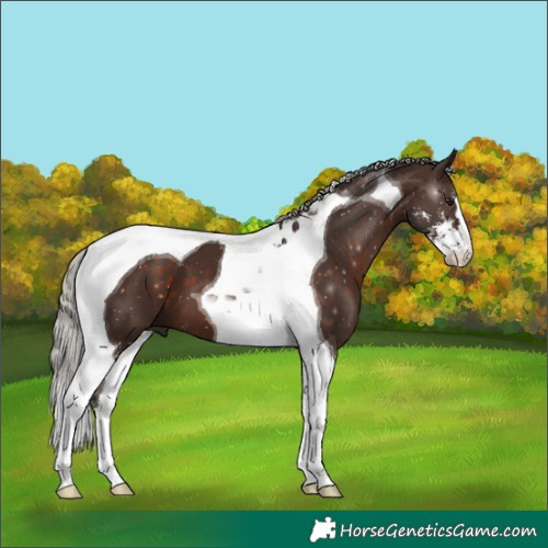 Horse Color:Silver Brown Sabino Tobiano 