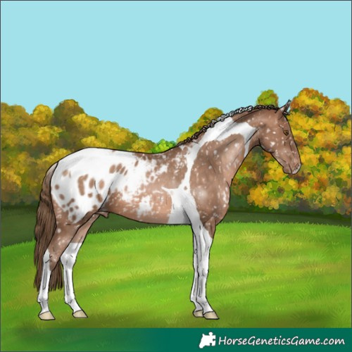 Horse Color:Brown Pearl Tobiano Appaloosa 
