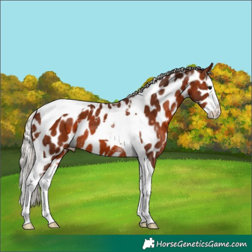 Horse Color:Silver Bay Splash Tobiano Appaloosa 