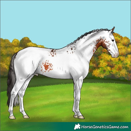 Horse Color:White Spotted Bay Appaloosa 