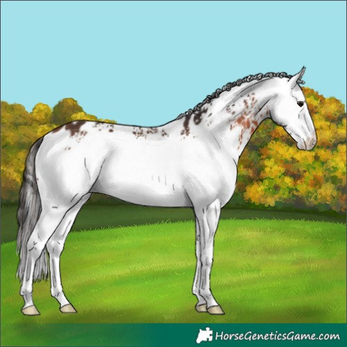 Horse Color:White Spotted Bay Appaloosa 