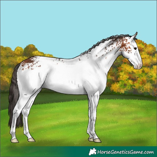 Horse Color:White Spotted Bay Appaloosa 