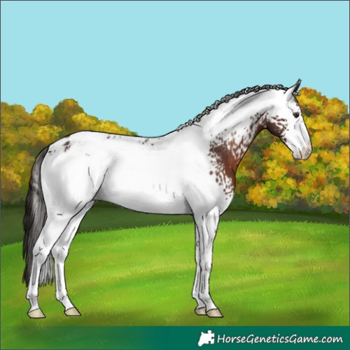 Horse Color:White Spotted Liver Chestnut Appaloosa Rabicano 