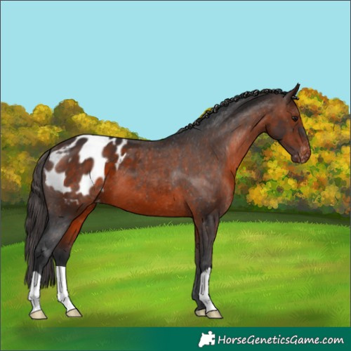 Horse Color:Brown Appaloosa 