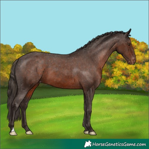 Horse Color:Liver Chestnut Appaloosa 
