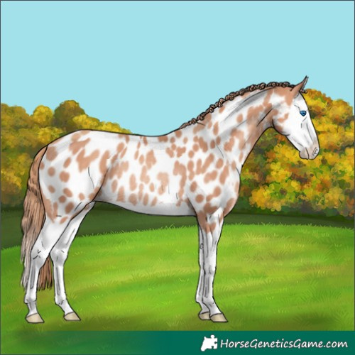 Horse Color:Gold Champagne Splash Appaloosa Rabicano 