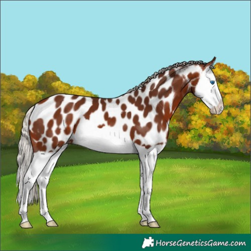Horse Color:Silver Bay Splash Appaloosa 