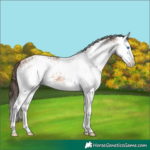 Horse Color:White Spotted Amber Champagne Ice Splash Appaloosa 