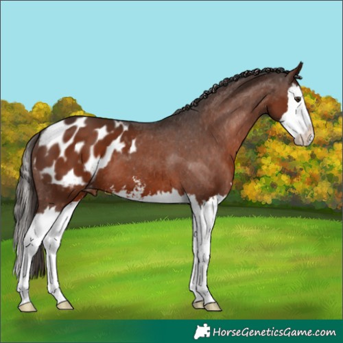 Horse Color:Liver Chestnut Sabino Splash Appaloosa 