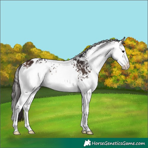 Horse Color:White Spotted Bay Splash Appaloosa 