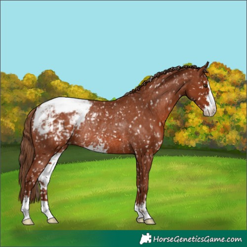 Horse Color:Chestnut Sabino Appaloosa Rabicano 
