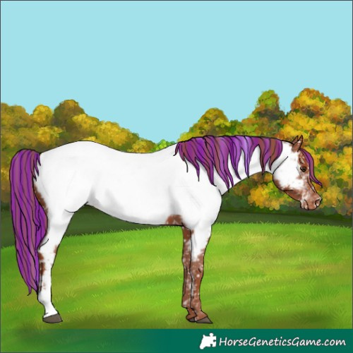 Horse Color:Painted Chestnut Sabino Appaloosa 