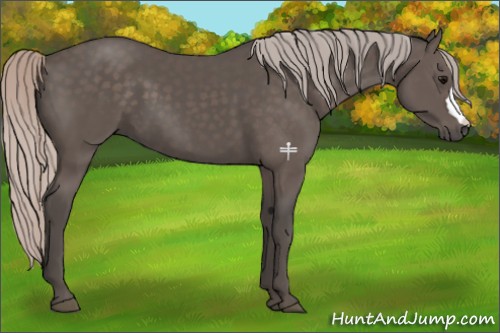 Horse Color:Silver Black 