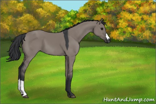 Horse Color:Grullo 