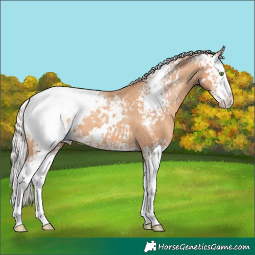 Horse Color:White Spotted Silver Amber Champagne Splash Appaloosa 