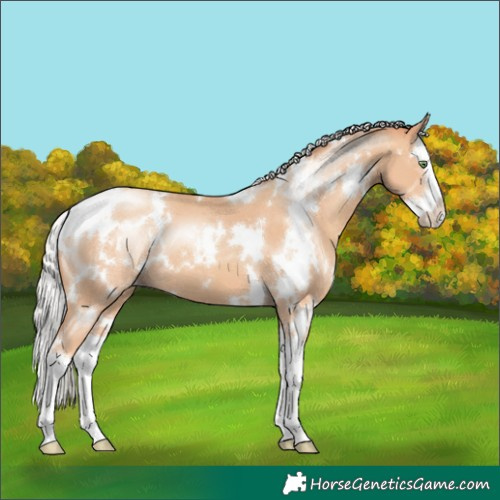 Horse Color:White Spotted Silver Amber Champagne Sabino Splash 