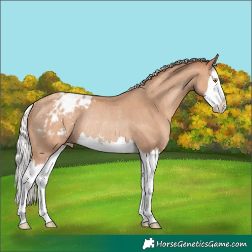 Horse Color:Silver Classic Champagne Sabino Splash Appaloosa Rabicano 