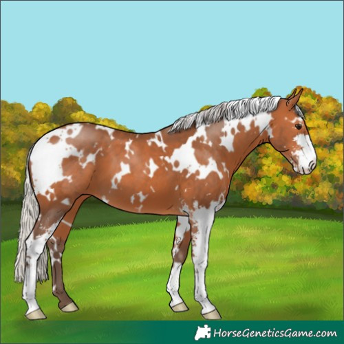 Horse Color:White Spotted Silver Bay Sabino 