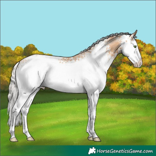 Horse Color:White Spotted Silver Classic Champagne Splash Appaloosa 
