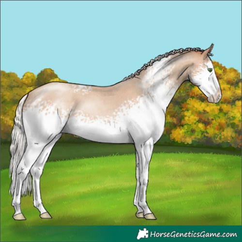 Horse Color:White Spotted Silver Classic Champagne Roan Splash 