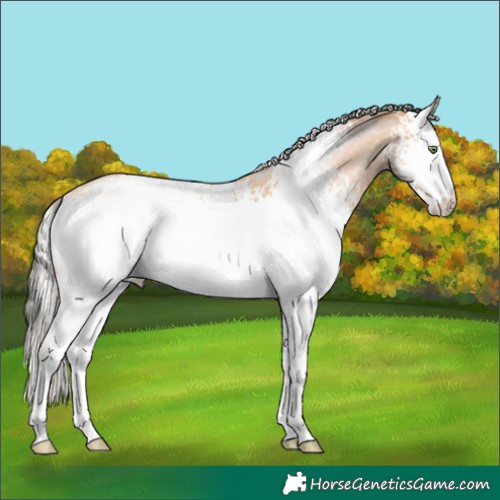 Horse Color:White Spotted Silver Amber Champagne Roan 