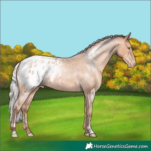 Horse Color:Silver Sable Champagne Roan Sabino Appaloosa 