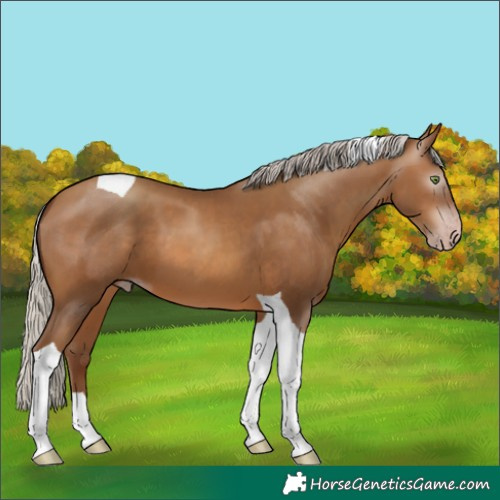 Horse Color:Gray Silver Sable Champagne Sabino Tobiano 