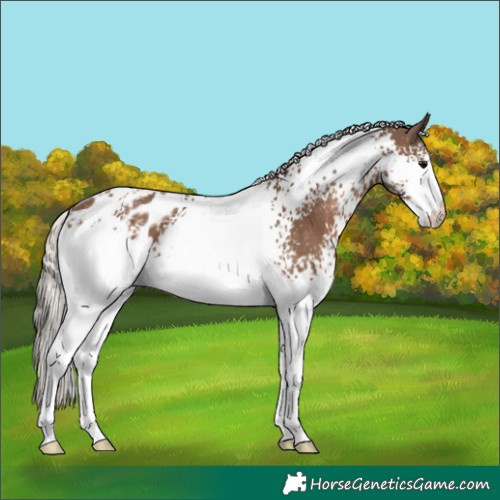 Horse Color:White Spotted Silver Black Appaloosa 
