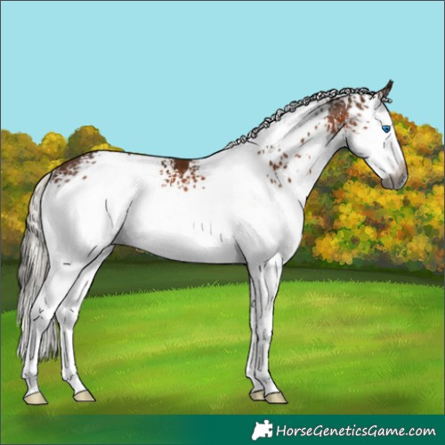 Horse Color:Gray White Spotted Silver Bay Splash Rabicano 