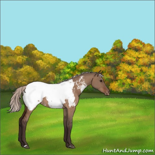 Horse Color:Silver Bay Dun Appaloosa 