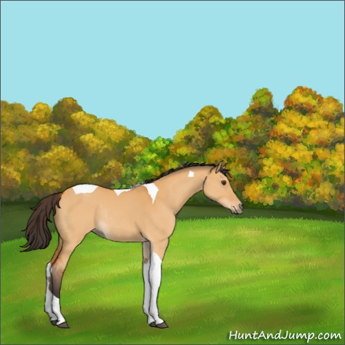 Horse Color:Buckskin Dun Tobiano Rabicano