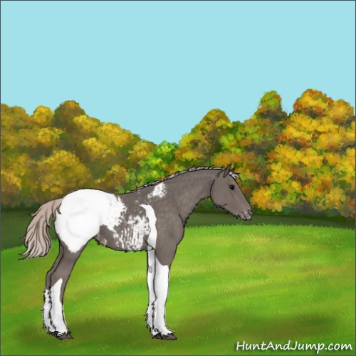 Horse Color:Silver Black Tobiano Appaloosa