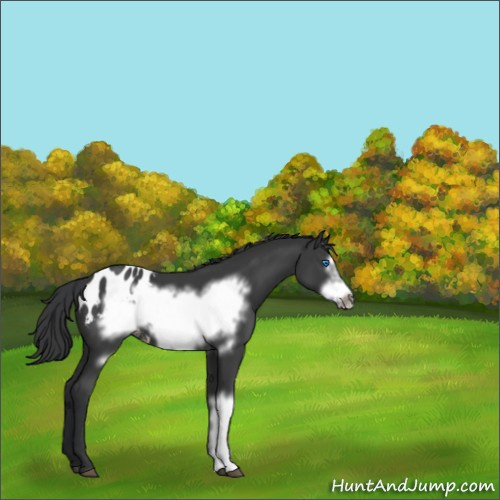 Horse Color:Black Frame Appaloosa 