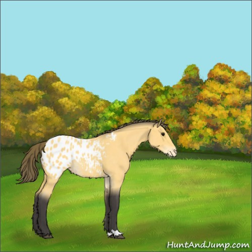 Horse Color:Buckskin Roan Appaloosa 